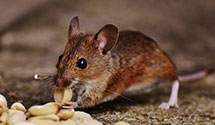 24 Hour & Emergency Exterminators in Five Points, PA